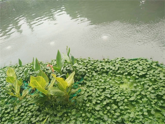 黑臭水体治理 黑臭水体治理